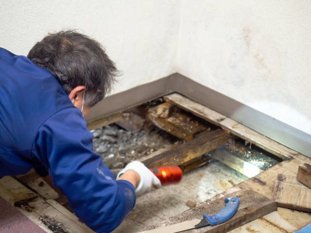 Attic Mold Removal in Springtown, TX