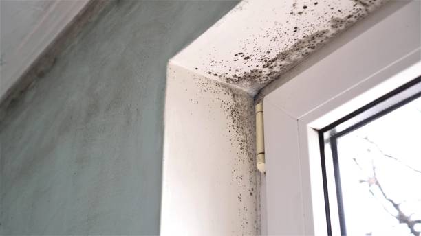 Best Residential Mold Removal  in Springtown, TX