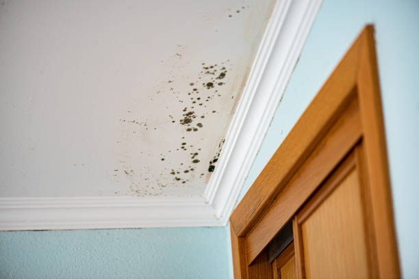 Best Attic Mold Removal  in Springtown, TX