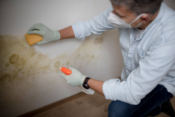 Best Local Mold Removal Service  in Springtown, TX