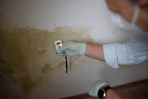 Best Same-Day Mold Removal  in Springtown, TX