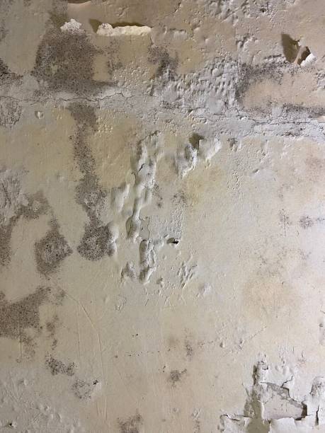 Best Mold Testing  in Springtown, TX