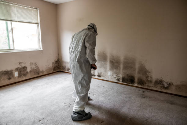 Best Fast Mold Removal  in Springtown, TX