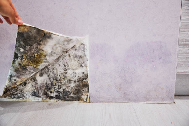 Best Black Mold Removal  in Springtown, TX